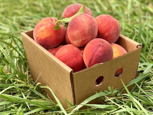 peach-picking-northern-virginia