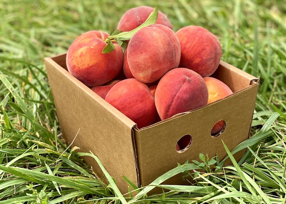 peach-picking-northern-virginia