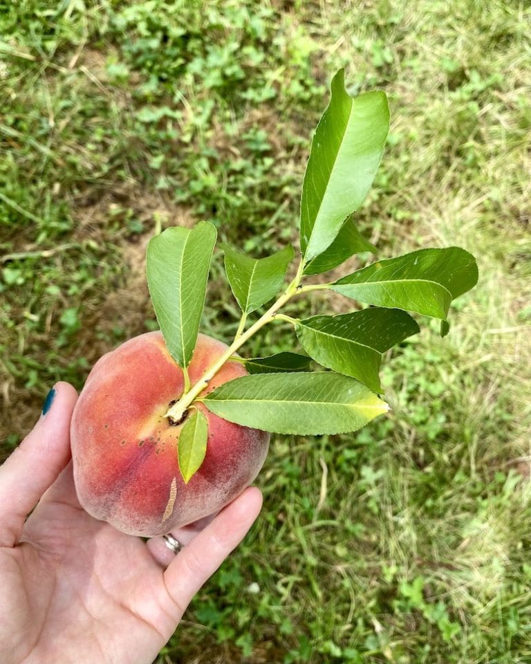 When Peach Picking in Northern Virginia Feels Like Eden Grace