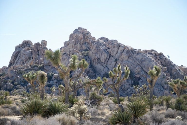 7 Cool Things to Do in Joshua Tree, California (Weekender's Guide