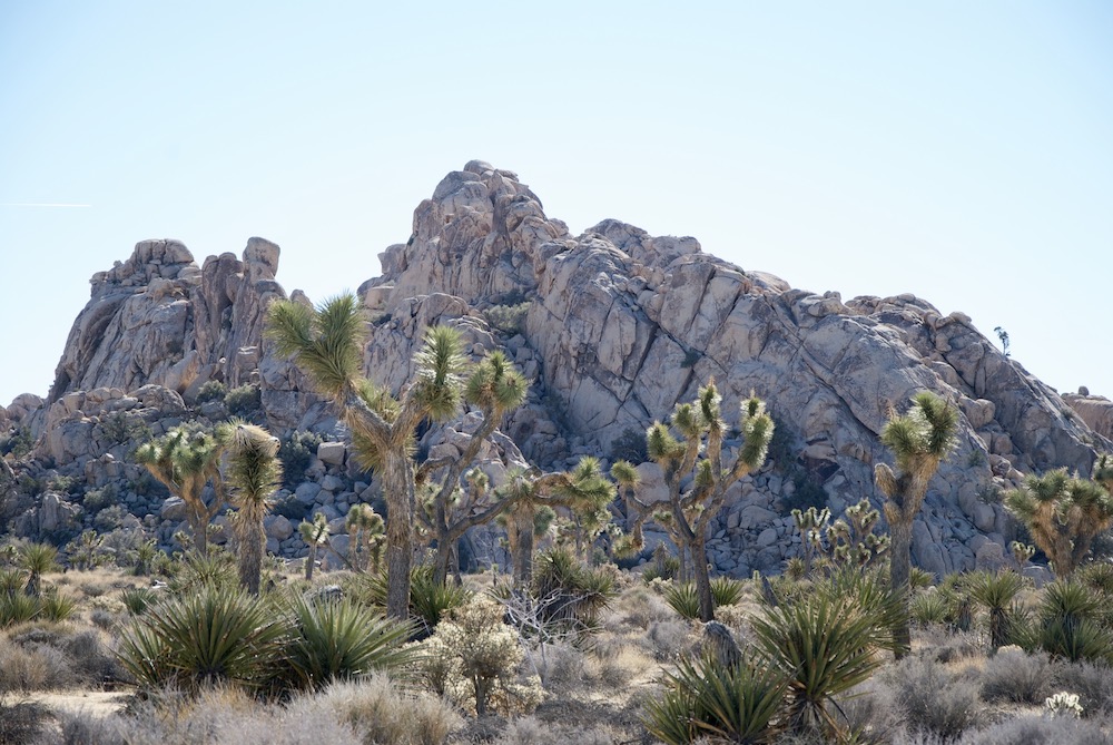 joshua-tree-national-park-california