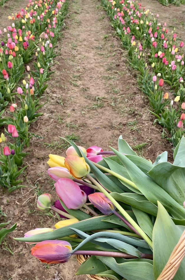 tulip farm rhode island