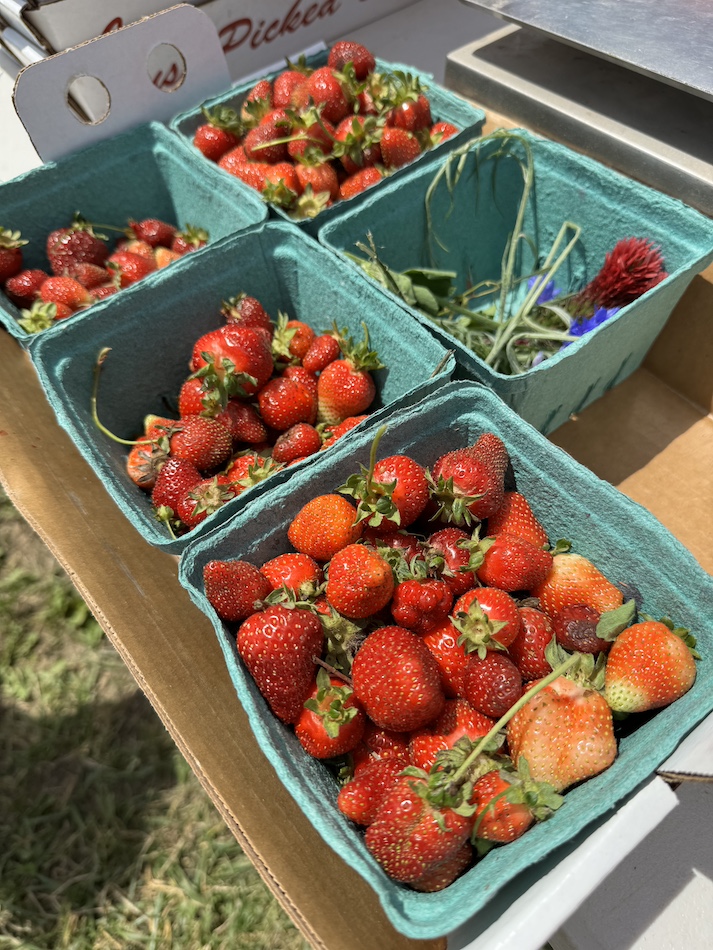 strawberry-picking-northern-virginia