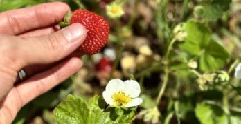 strawberry picking northern virginia