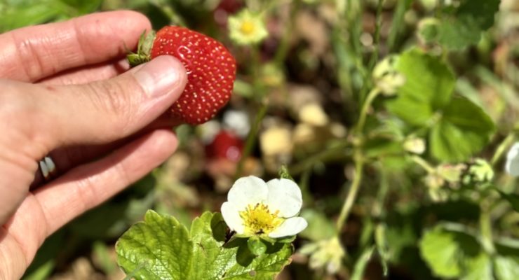 strawberry picking northern virginia