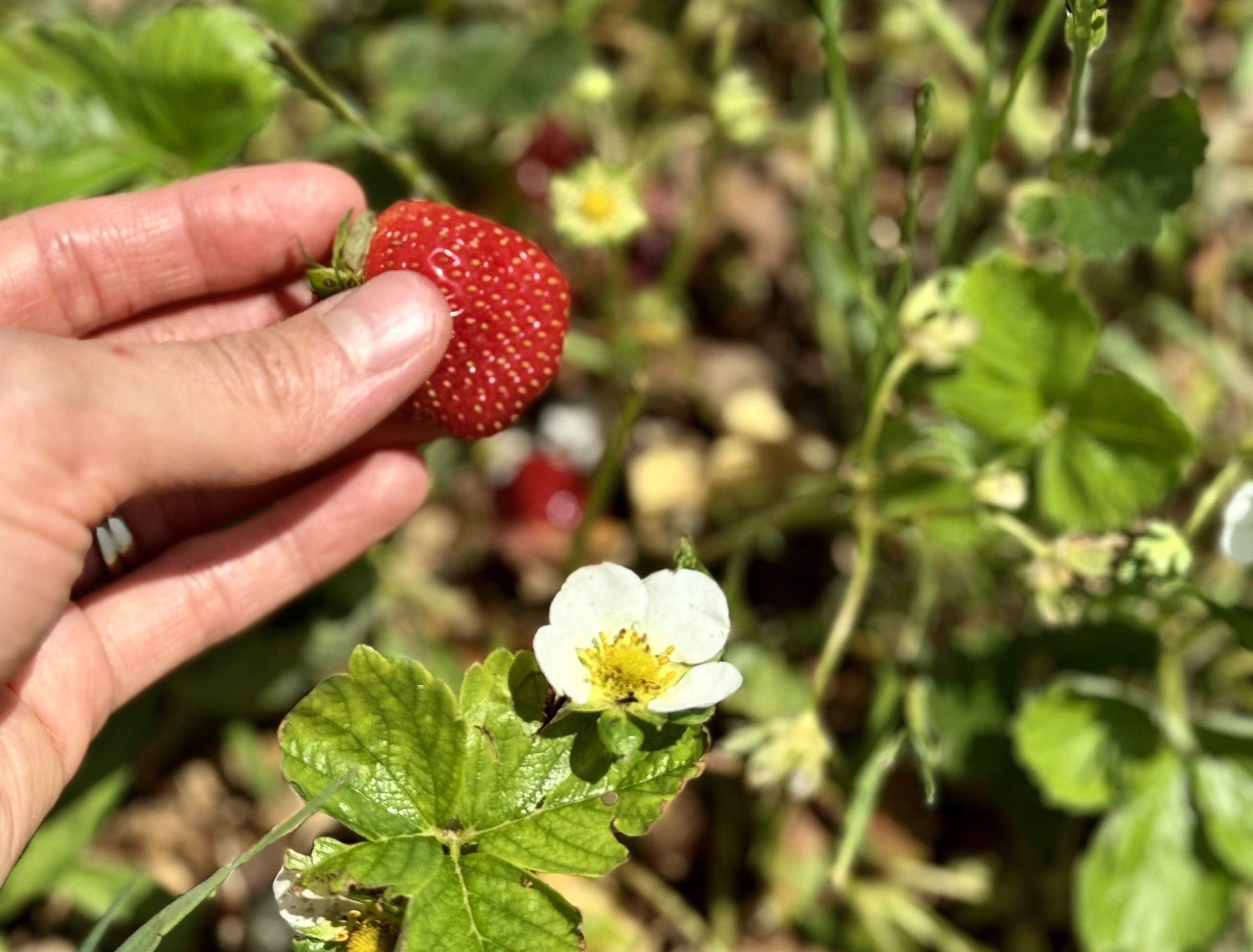 strawberry picking northern virginia