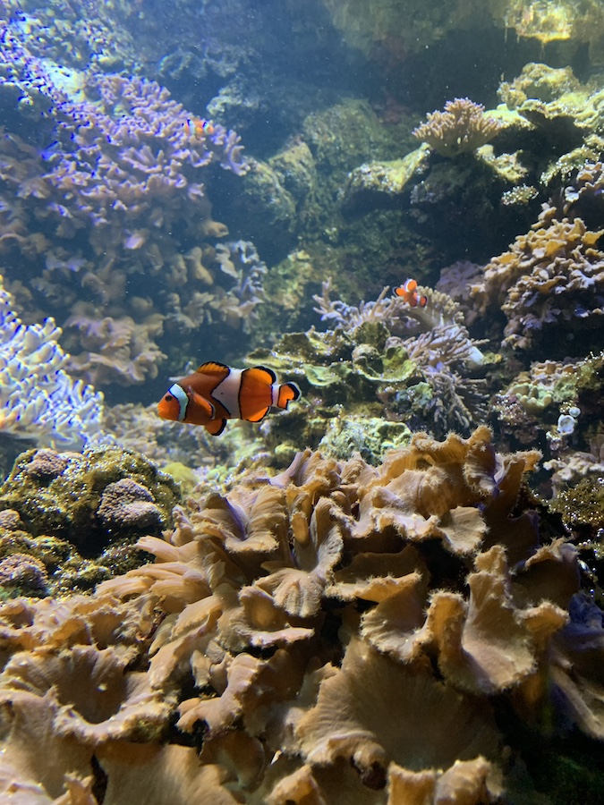 best things to do in baltimore with kids