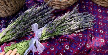 lavender farm maryland