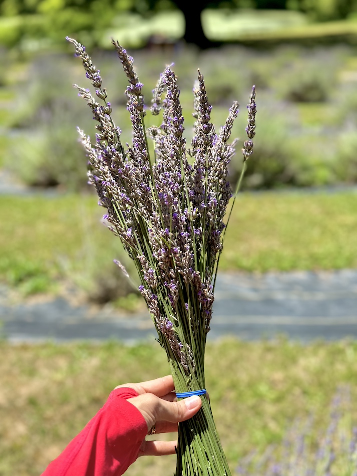 lavender-farm-maryland