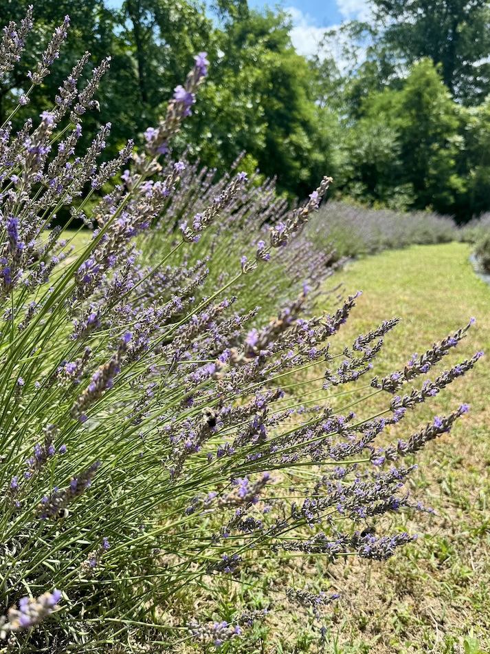lavender farm maryland