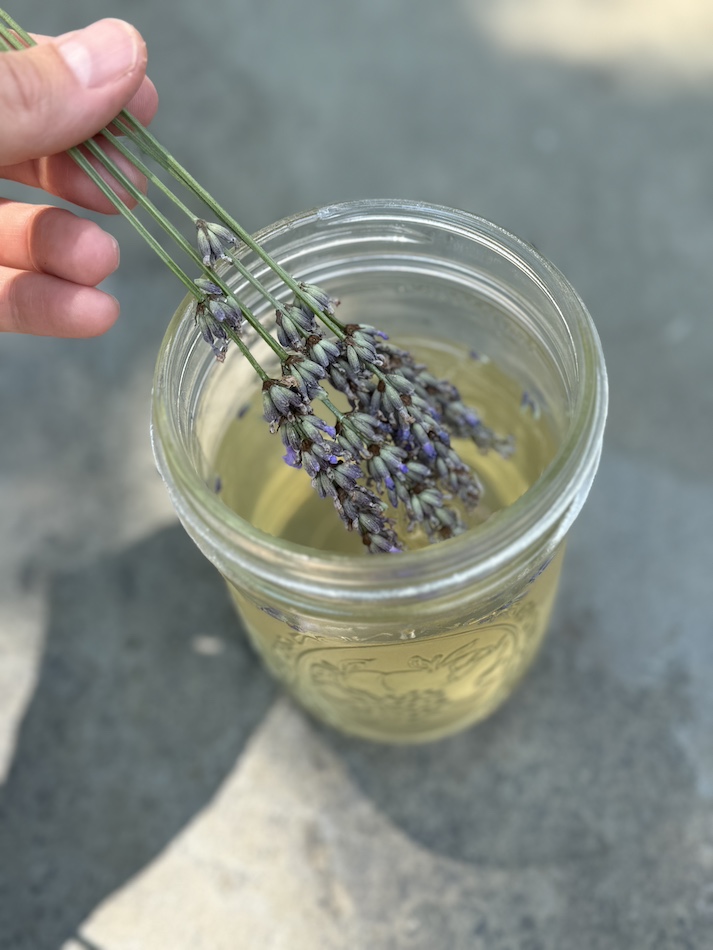 lavender picking DMV area