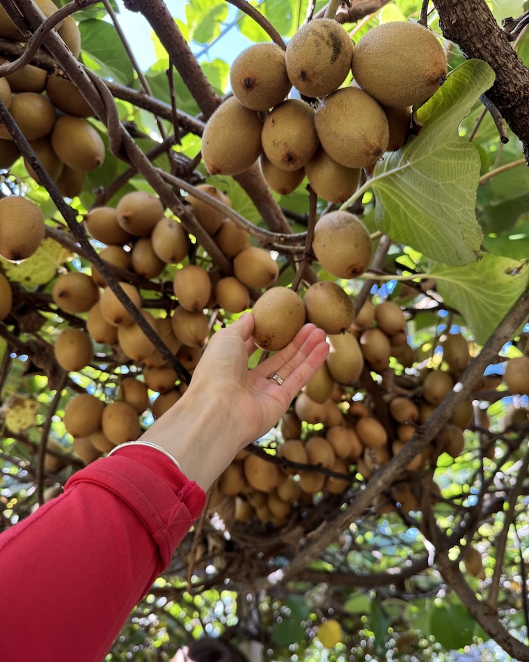 kiwi picking virginia