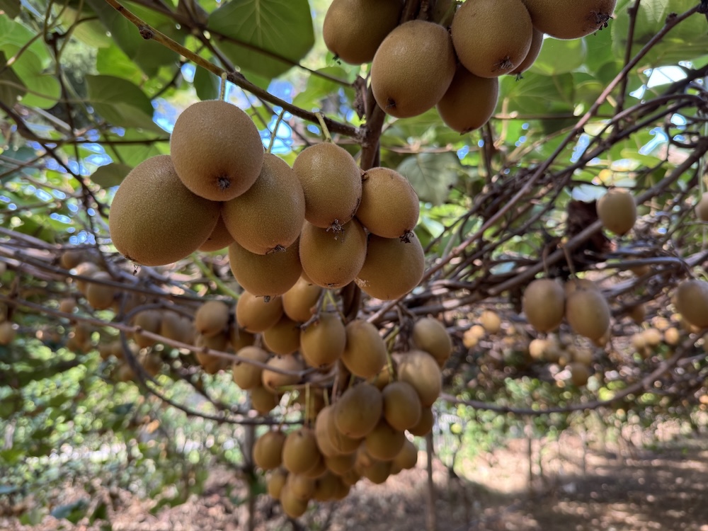 kiwi picking virginia