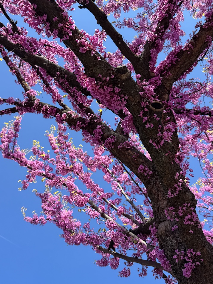 redbud tree flower recipes